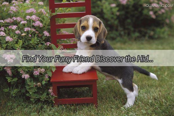 Find Your Furry Friend Discover the Hidden Gems Where You Can Adopt Cats and Dogs